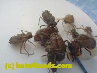 /home//u458753944/public_html/sourcegallery//////////////Insects and small critters/silliness/P1050005.JPG